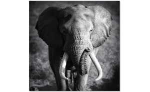 Elephant Power Wall Art Black / White J&M Furniture