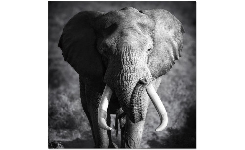 Elephant Power Wall Art Black / White J&M Furniture Elephant Power Wall Art Black / White J&M Furniture