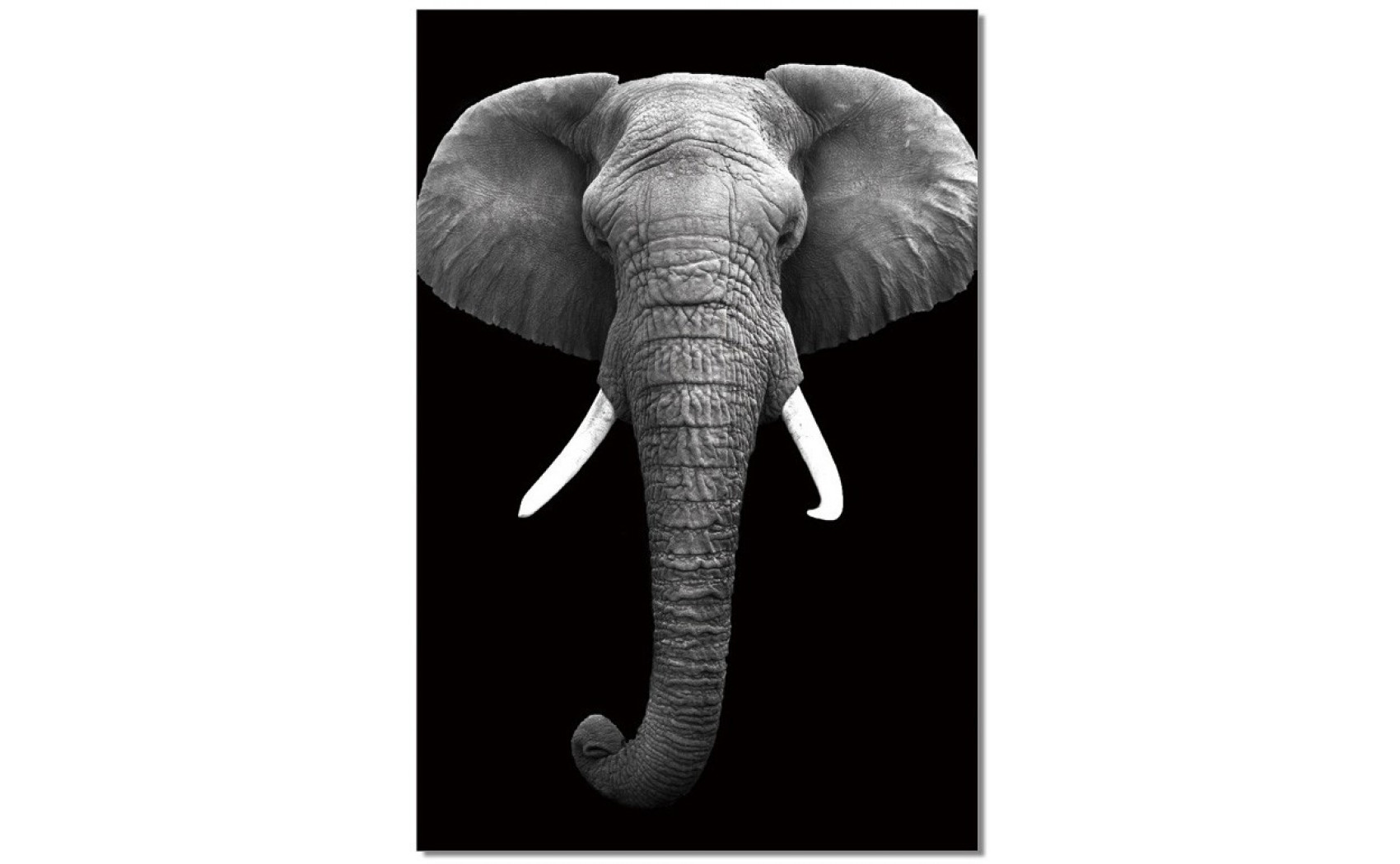 Elephant Wall Art Black / White J&M Furniture