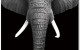 Elephant Wall Art Black / White J&M Furniture