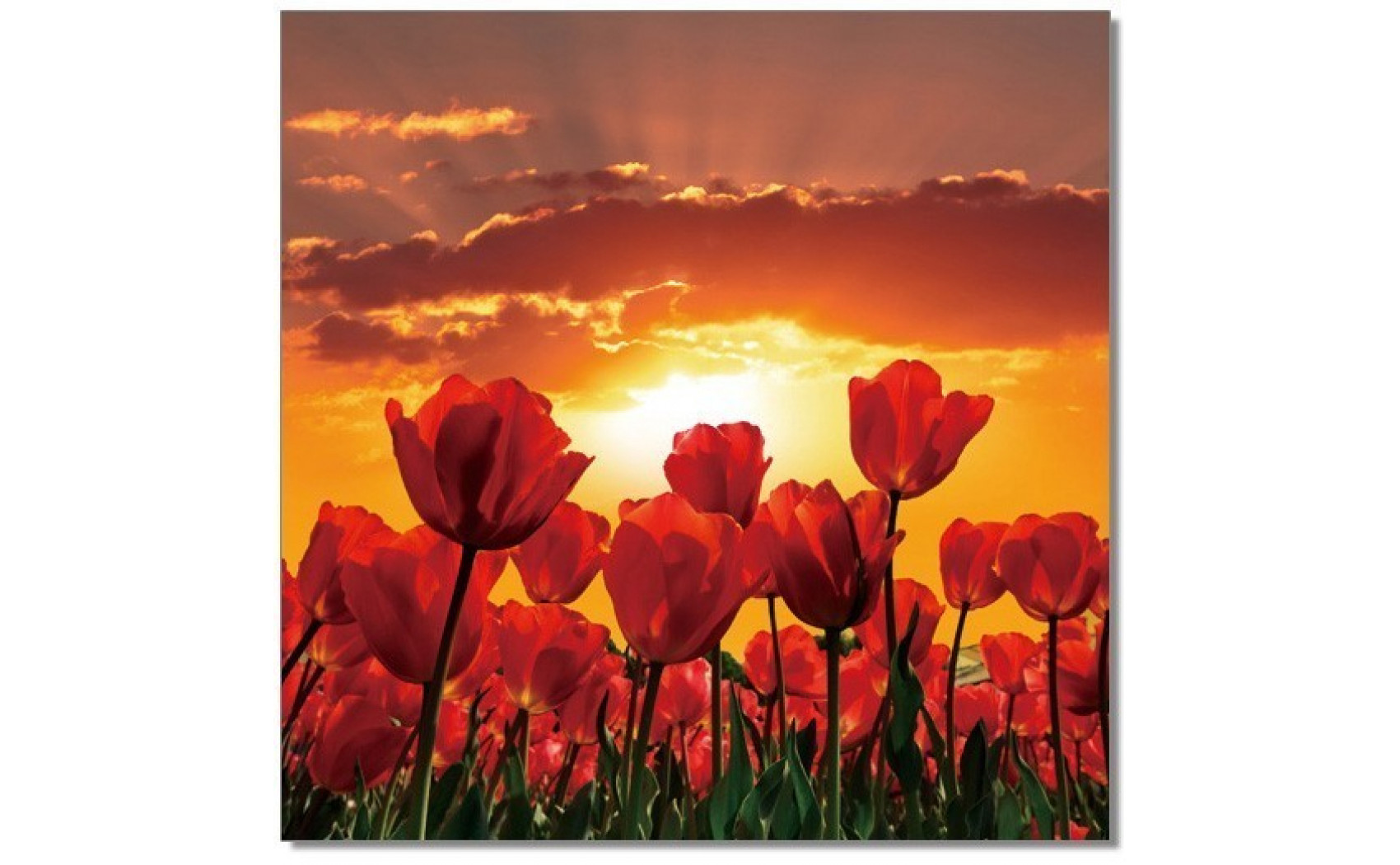 Flowers in Bloom Wall Art Red / Orange / Yellow J&M Furniture