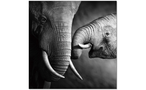 Mama Elephant Wall Art Black / White J&M Furniture Mama Elephant Wall Art Black / White J&M Furniture