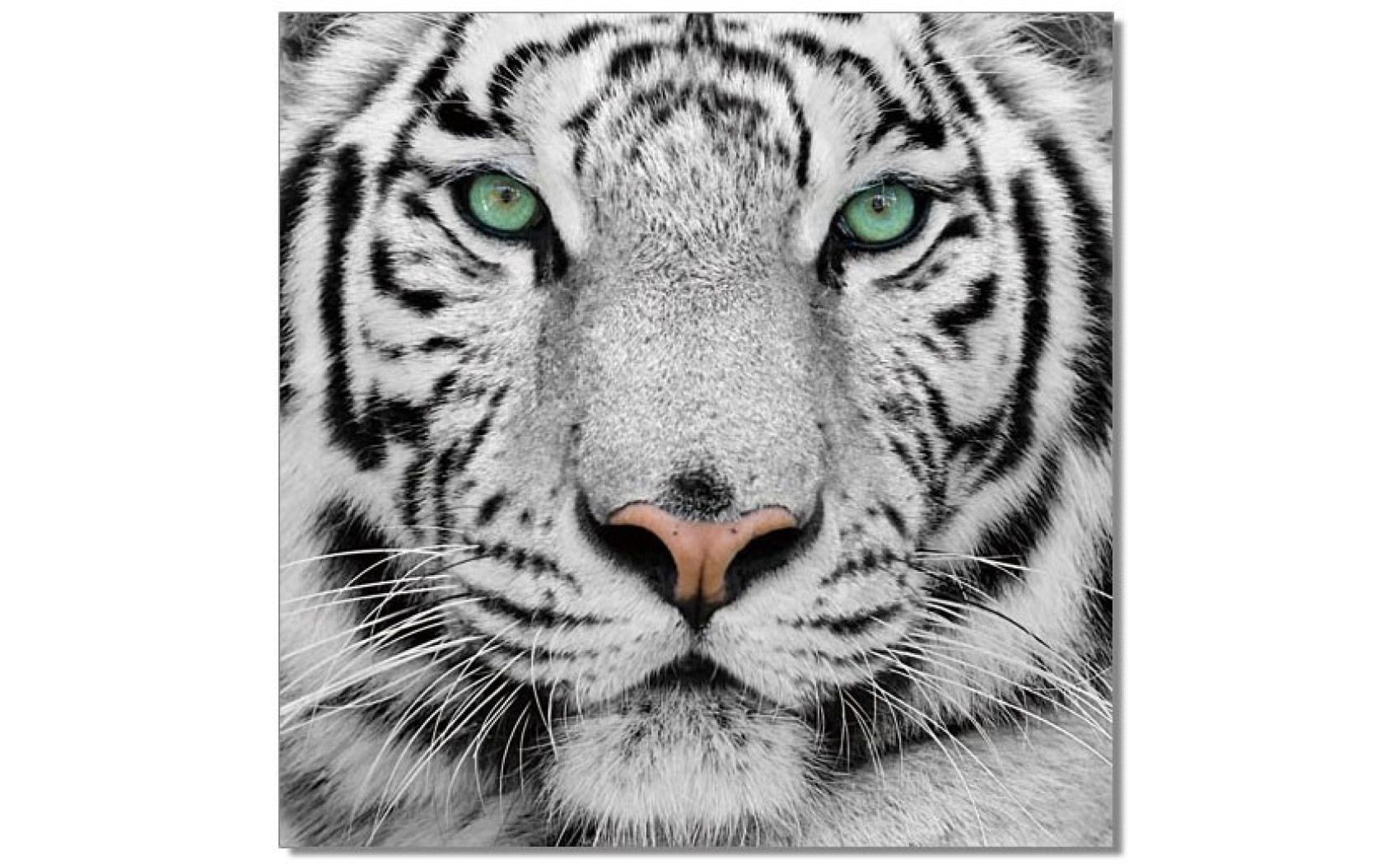 Tiger Wall Art Black / White J&M Furniture