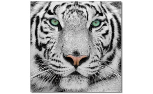 Tiger Wall Art Black / White J&M Furniture Tiger Wall Art Black / White J&M Furniture