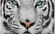 Tiger Wall Art Black / White J&M Furniture