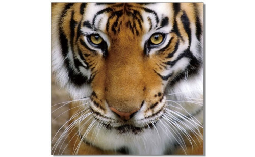 Tiger Wall Art Orange / Black / White J&M Furniture